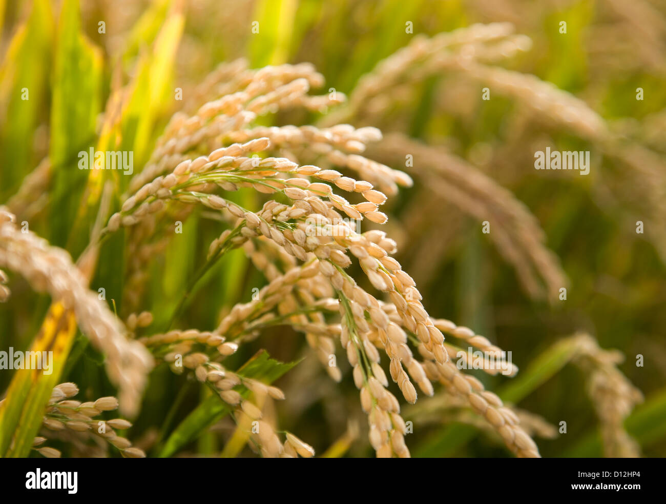Close-up de arroz maduro. Foto de stock