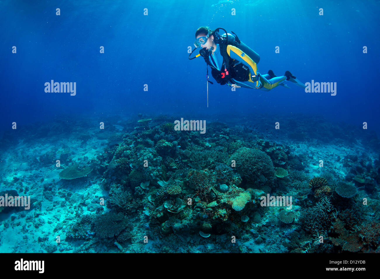 Buceo en el arrecife de coral, Mimaropa, Mulaong, el Mar del Sur de China, Filipinas, Asia Foto de stock
