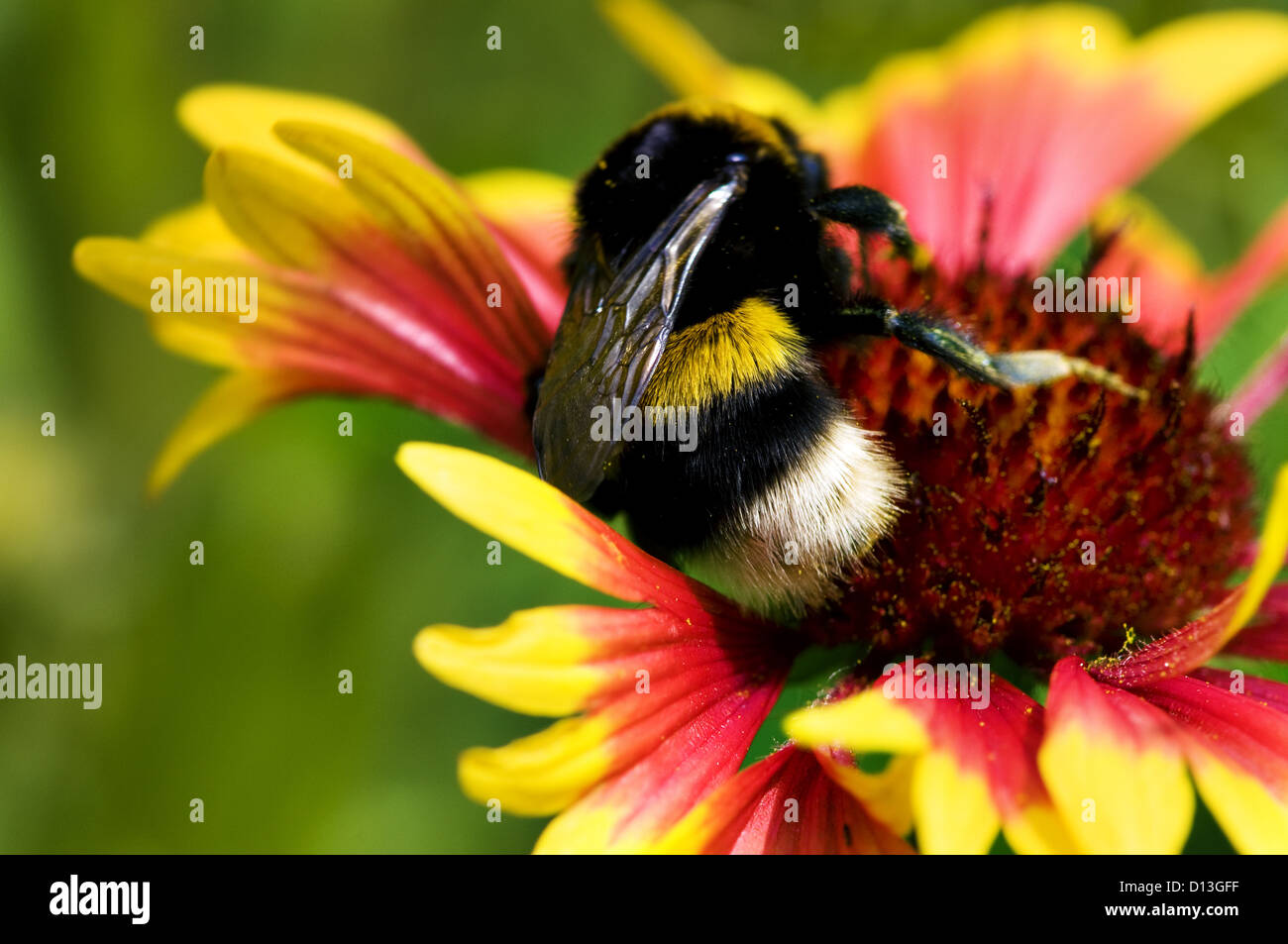 Gran abejorro flor amarilla rojo sobre fondo de macro Foto de stock