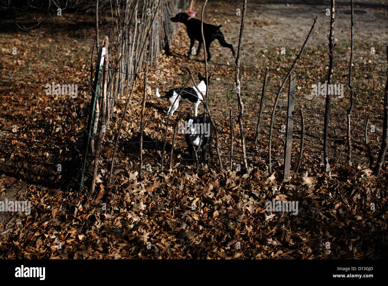 Tres perros dentro de una valla. Boston Terrier, labrador negro y Rat Terrier / Chihuahua. Foto de stock