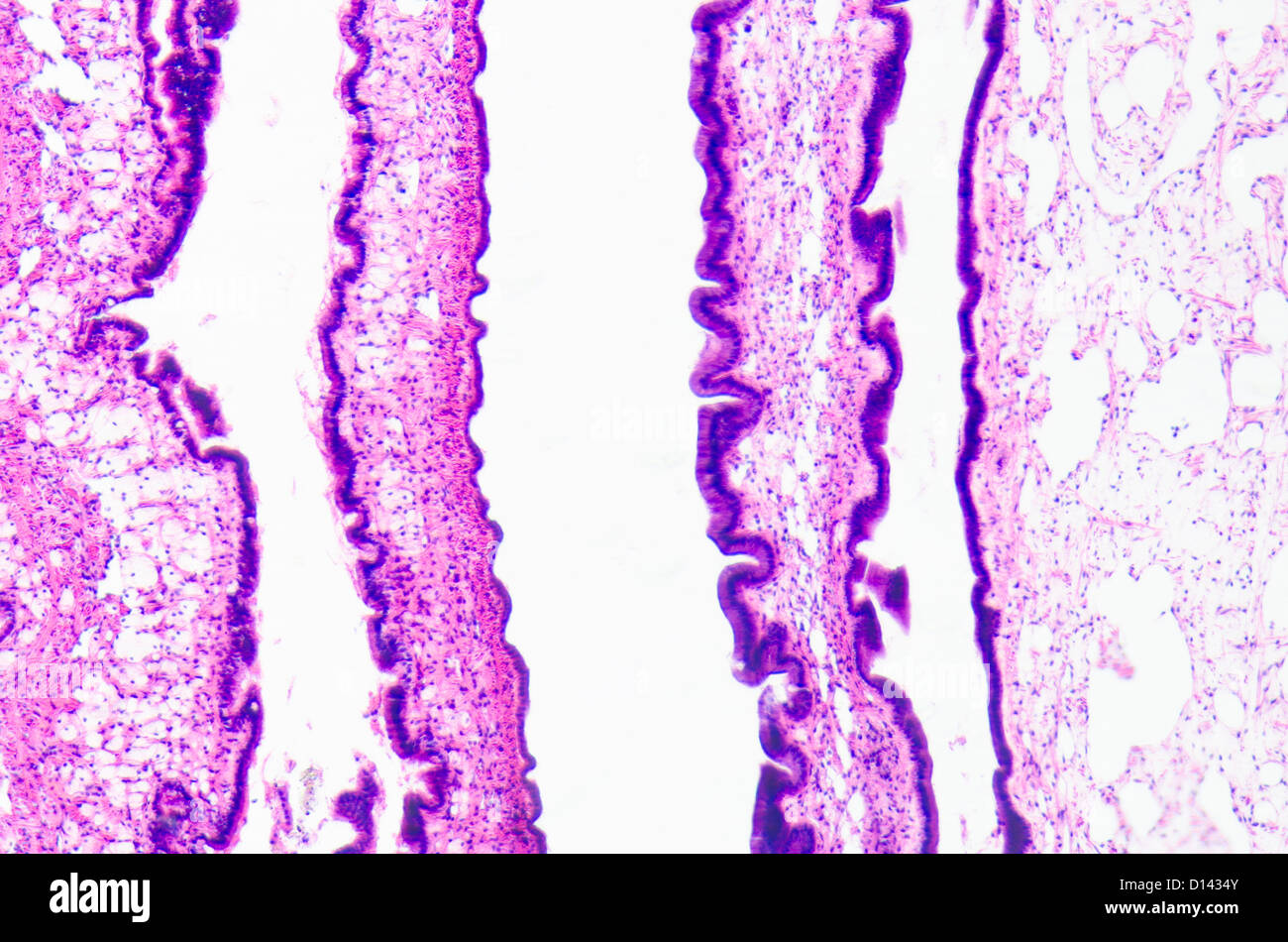 Micrografía de la ciencia médica cilliated epitelio tejido celular Foto de stock