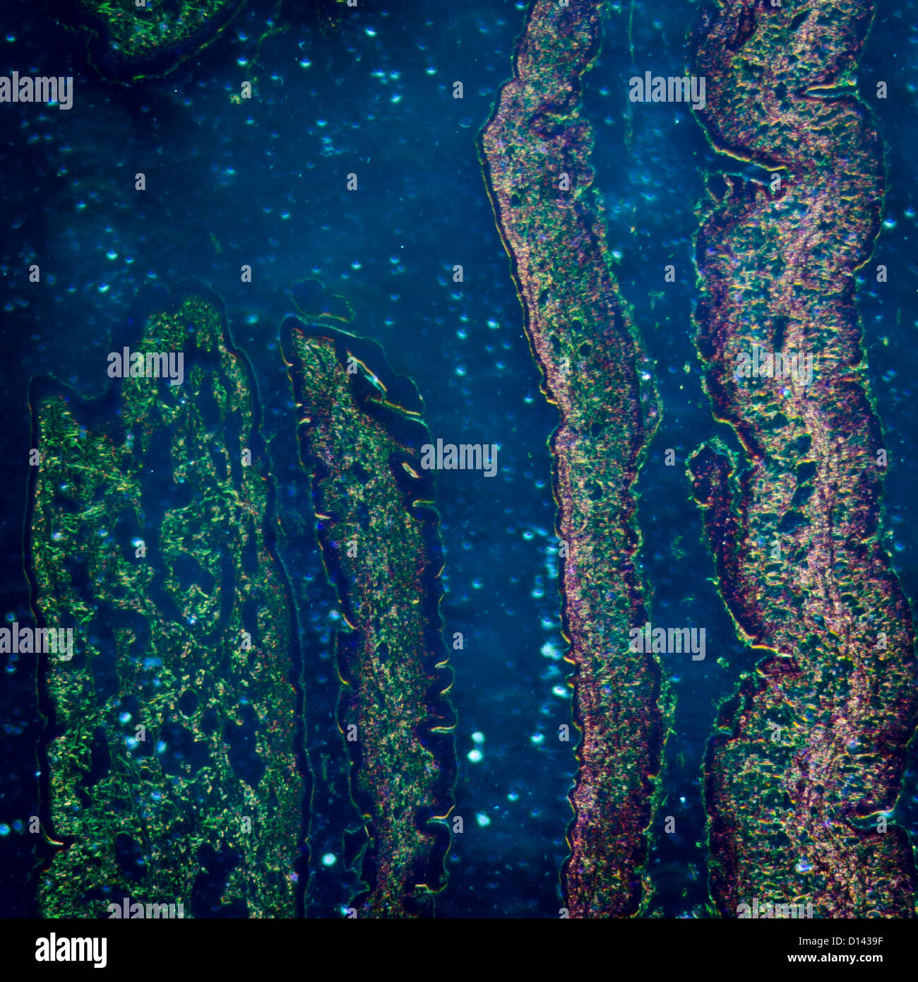 Micrografía de la ciencia médica cilliated epitelio tejido celular Foto de stock