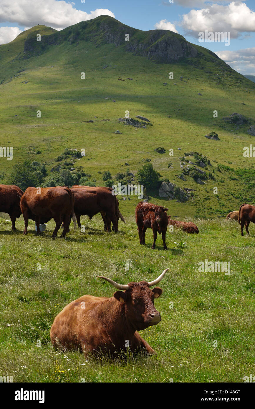 Escena rural típica de la región de Auvernia ganado en alta meseta en Puy de Dôme distrito de Francia Foto de stock
