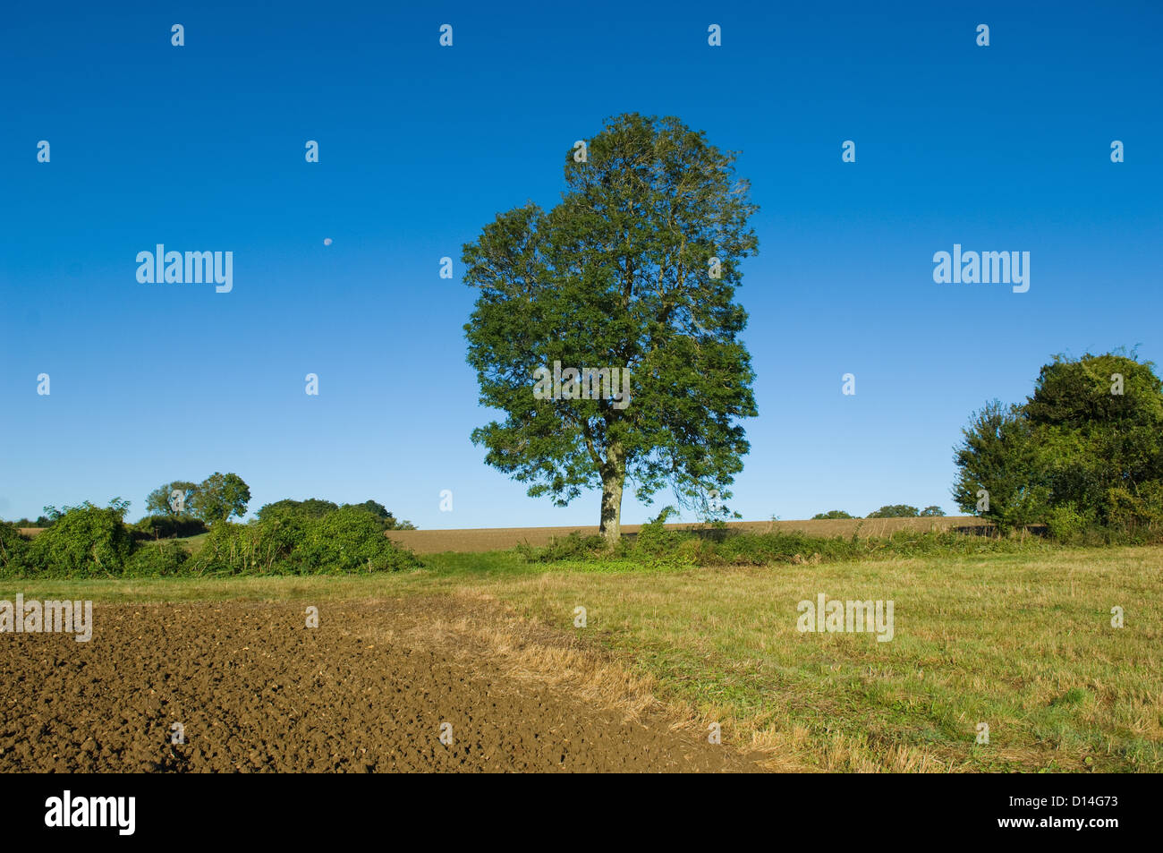 Árbol que crece en el campo rural de hierba Foto de stock