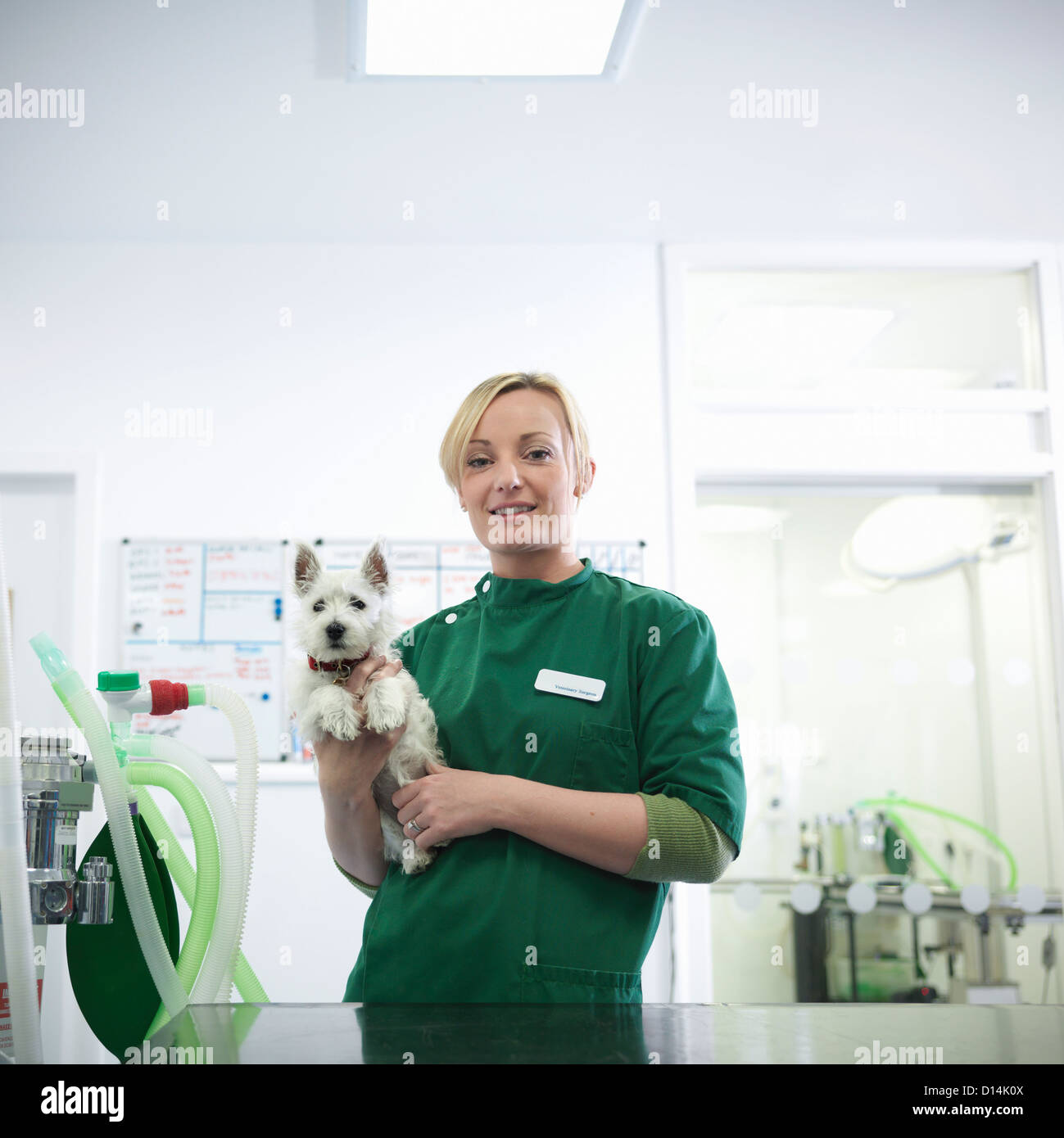 Enfermera Veterinaria celebración perro en Office Foto de stock