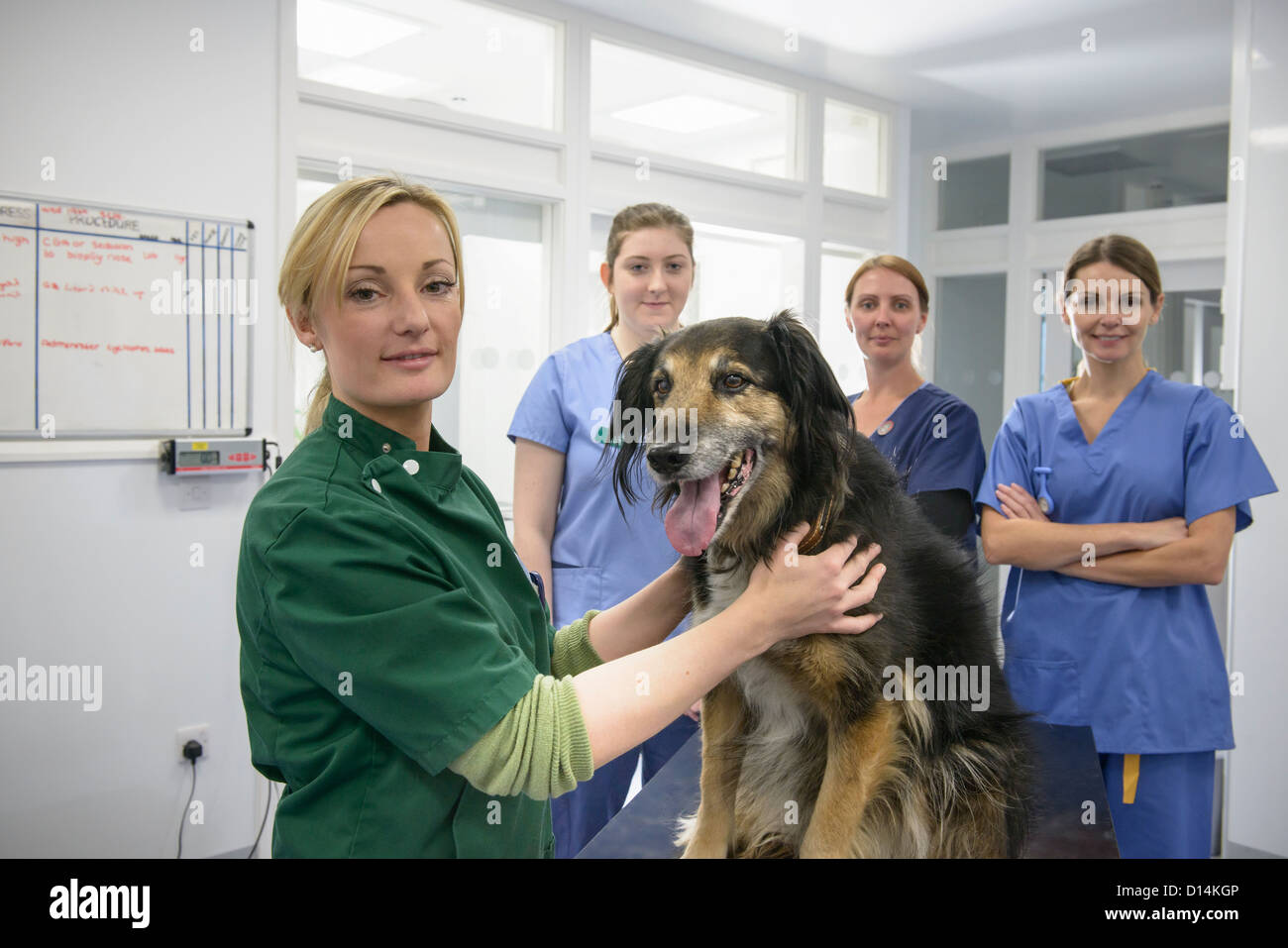 Equipo de veterinarios con perro en Office Foto de stock