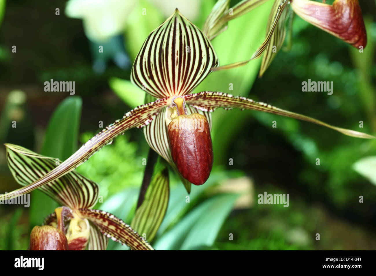 Zapatilla de Rothschild (orquídeas Paphiopedilum rothschildianum Fotografía  de stock - Alamy