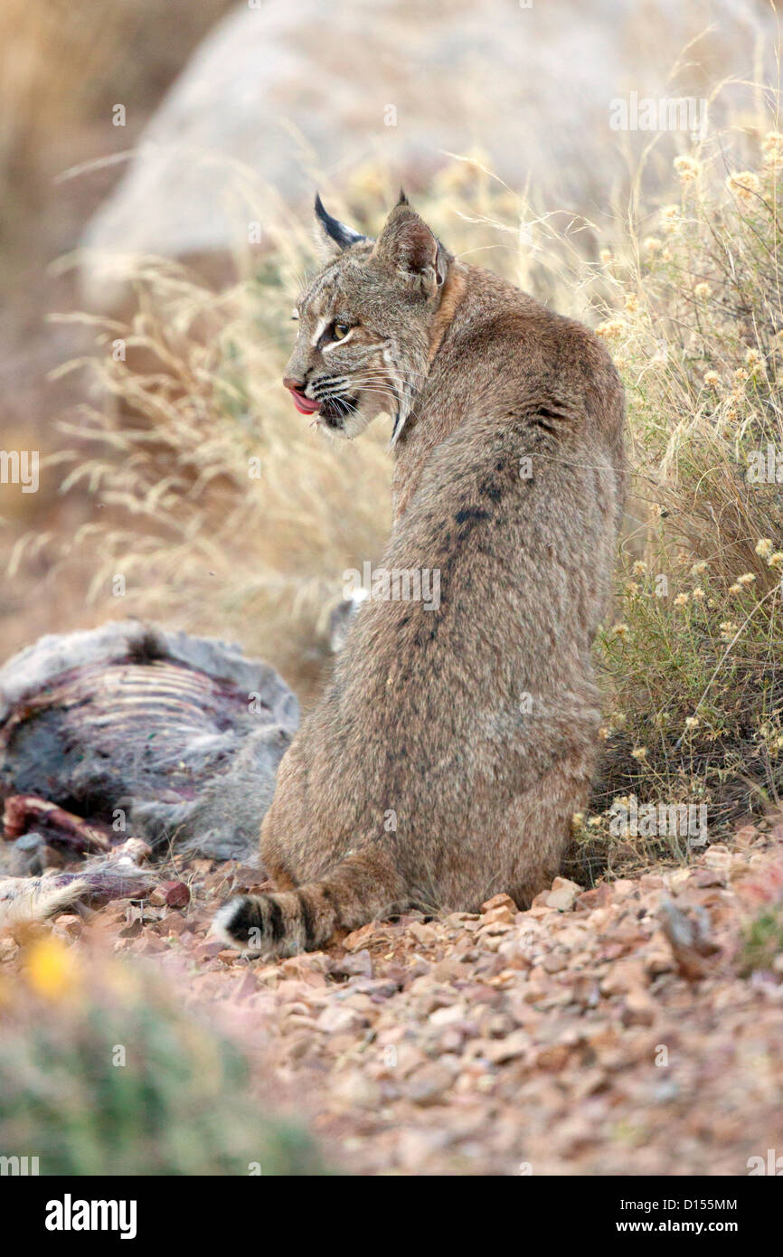 El gato montés Lynx rufus de Tucson, Arizona, Estados Unidos el 5 de noviembre de adulto en el venado bura fawn mató el día anterior. Felidae. Foto de stock