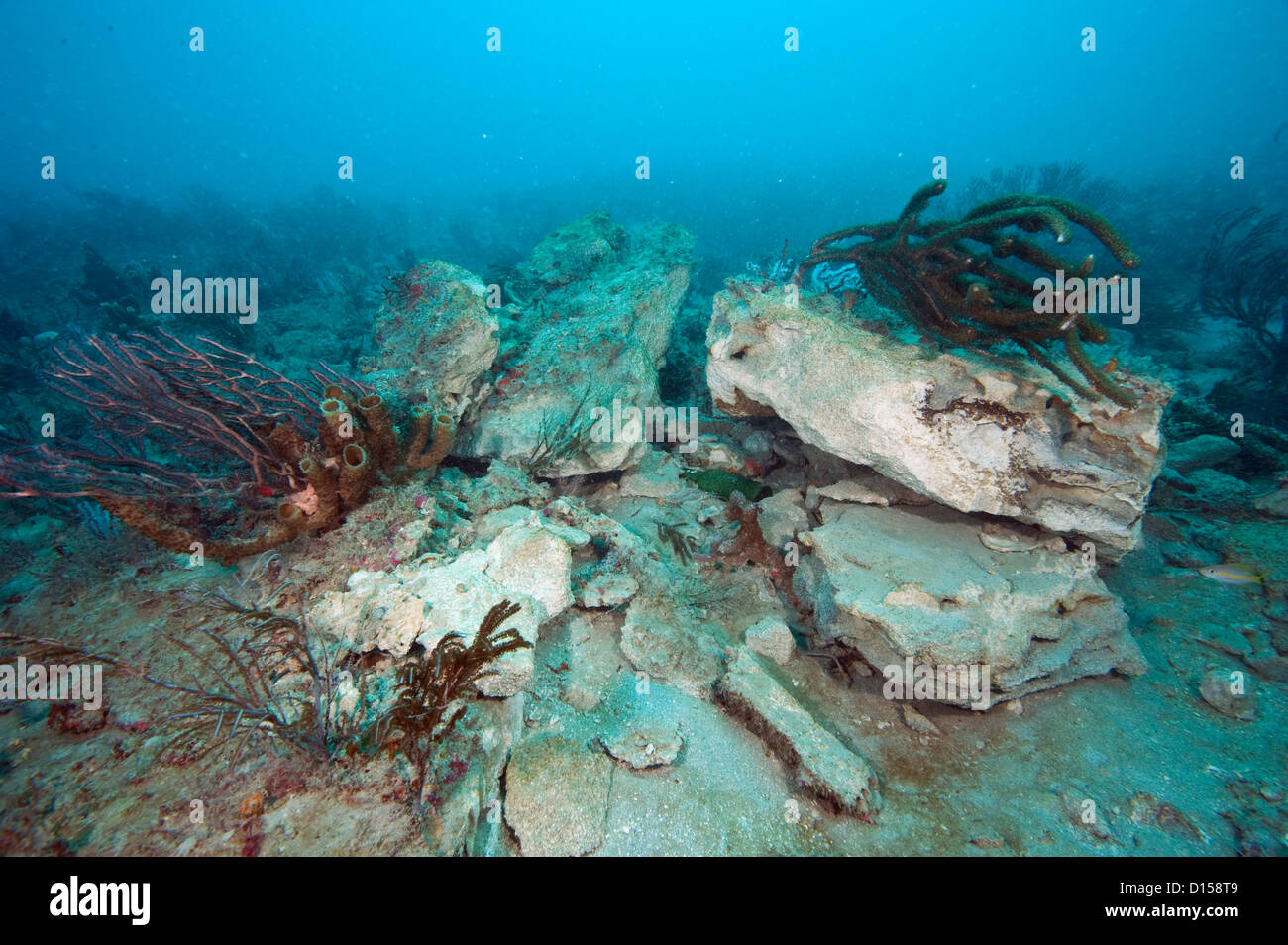 Arrecifes de coral en el condado de Palm Beach, Florida, Estados Unidos dañados por un ancla del buque de carga. Foto de stock