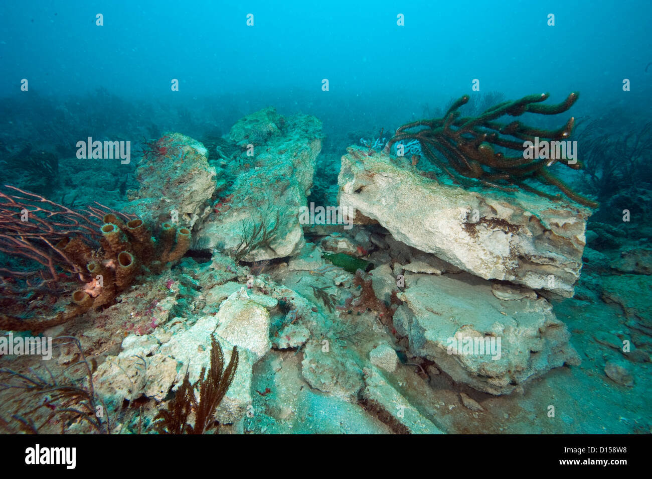 Arrecifes de coral en el condado de Palm Beach, Florida, Estados Unidos dañados por un ancla del buque de carga. Foto de stock