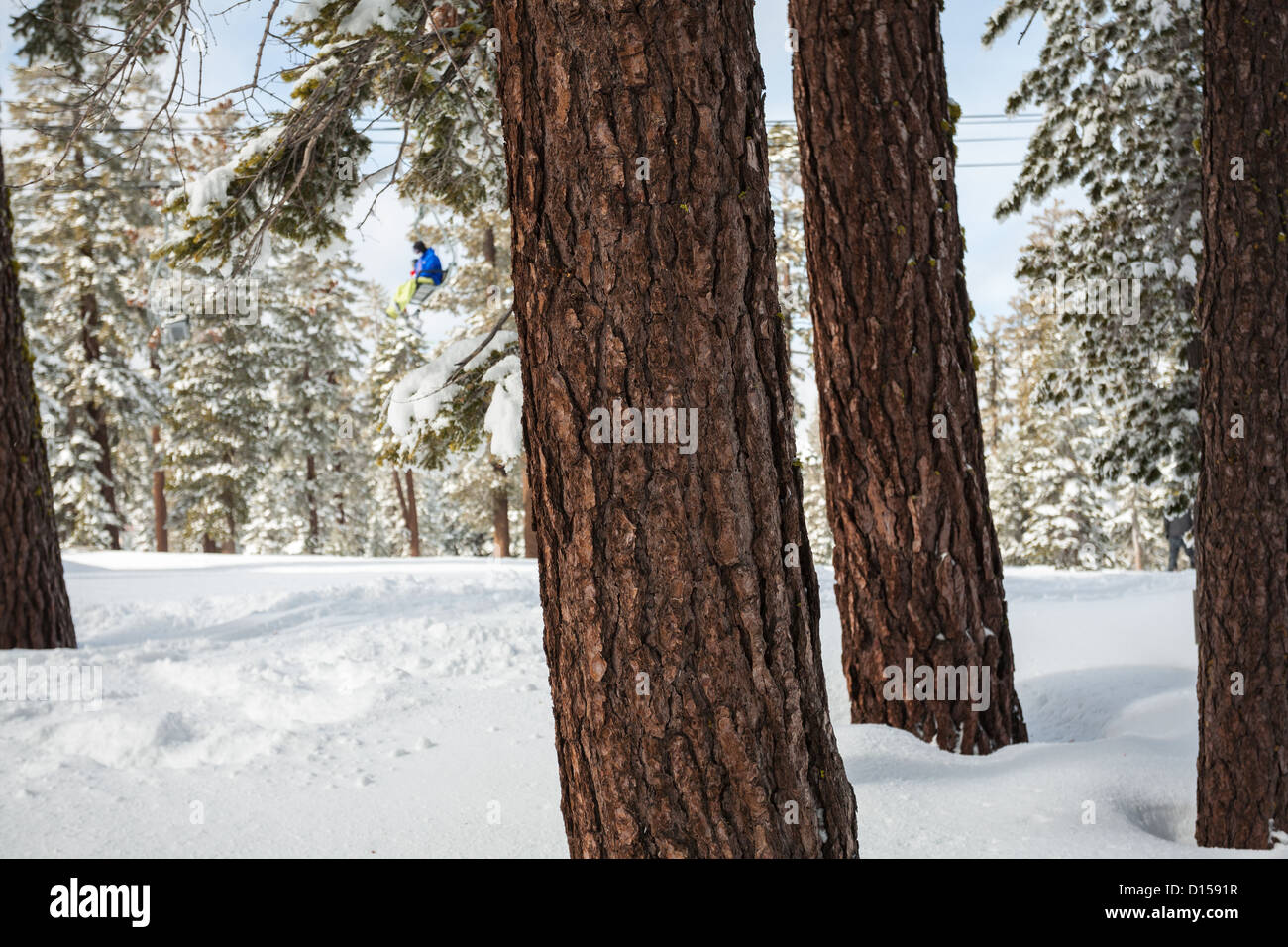 Mirando a lo largo de la corteza rugosa de los árboles para el snowboarder montando un telesilla en la estación de esquí de California con nieve fresca en el suelo debajo. Foto de stock