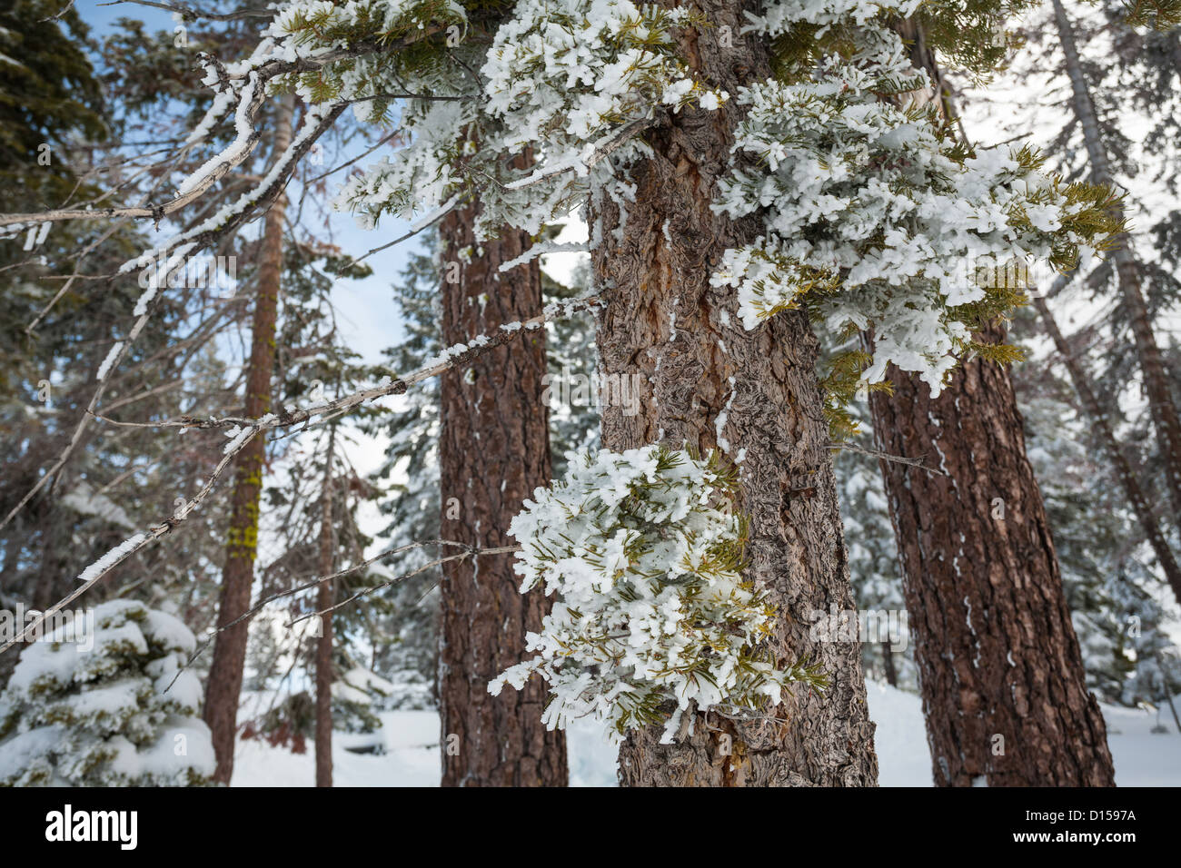 Nieve mate se aferra a las agujas de pino alto y delgado en el ventoso Tahoe bosque, palidez de sol a través de los árboles. Foto de stock