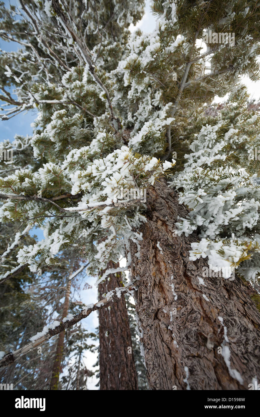 Buscar pino alto y delgado como nieve mate se aferra a las agujas en el ventoso Tahoe bosque. Foto de stock
