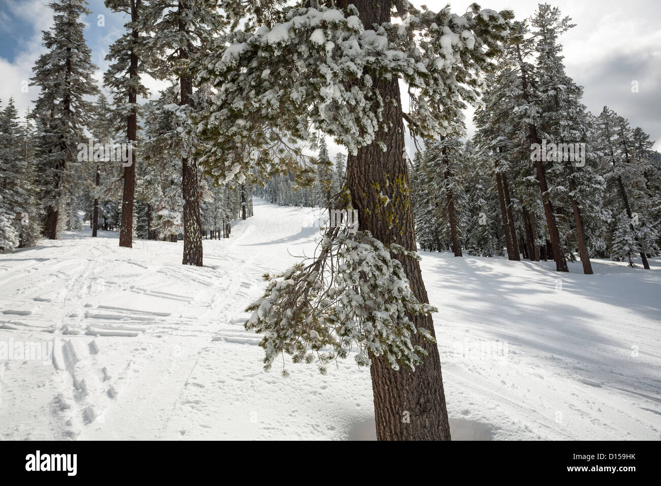 Ski Run vacía en un complejo de Tahoe con nieve en los árboles, las pistas en la nieve fresca, y un cielo que va del azul al gris tormentoso. Foto de stock