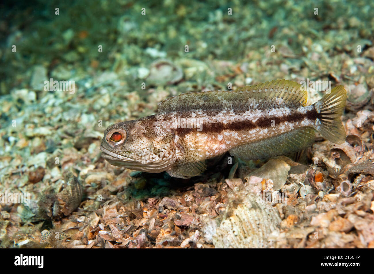 Bandas femeninas, Jawfish Opistognathus macrognathus, nada sobre el fondo de la Laguna de Lake Worth, en el condado de Palm Beach, Florida. Foto de stock