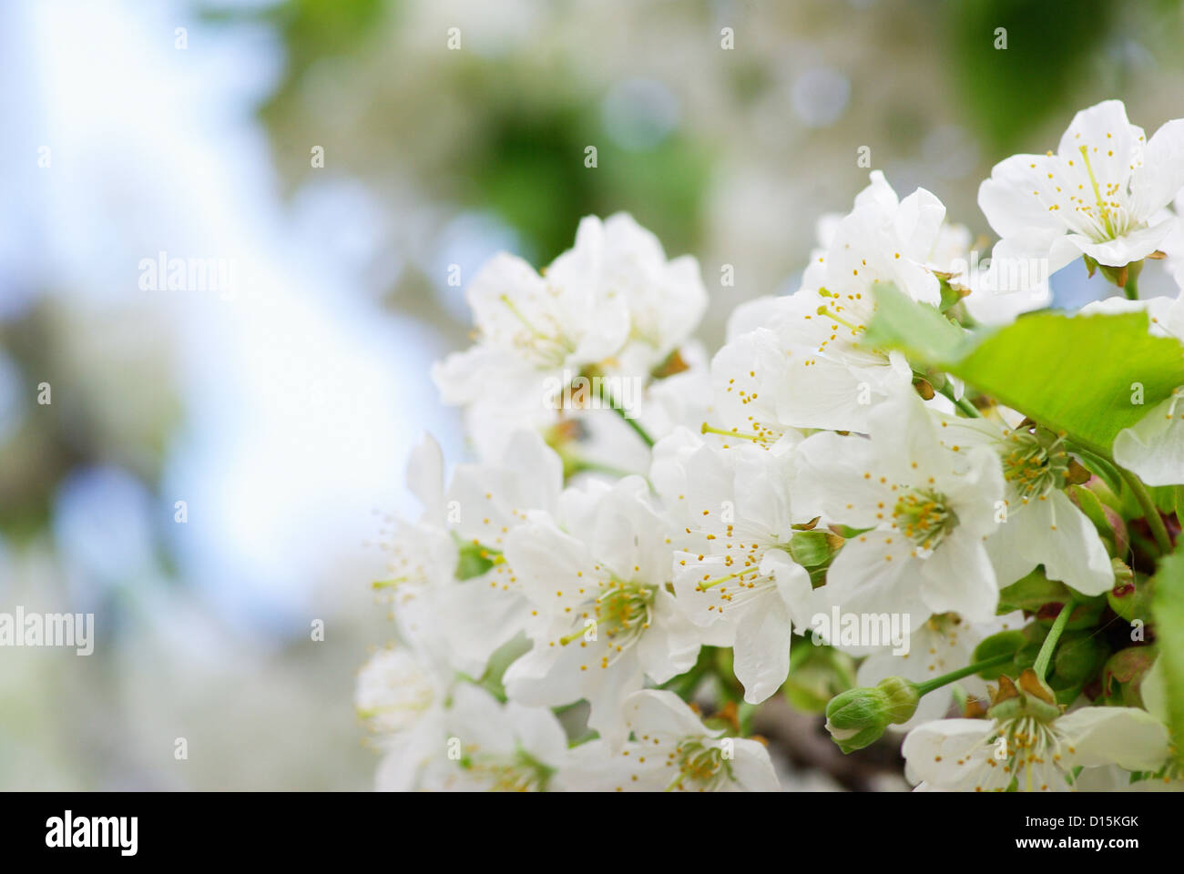 Cerca de la primavera de los cerezos en flor Foto de stock