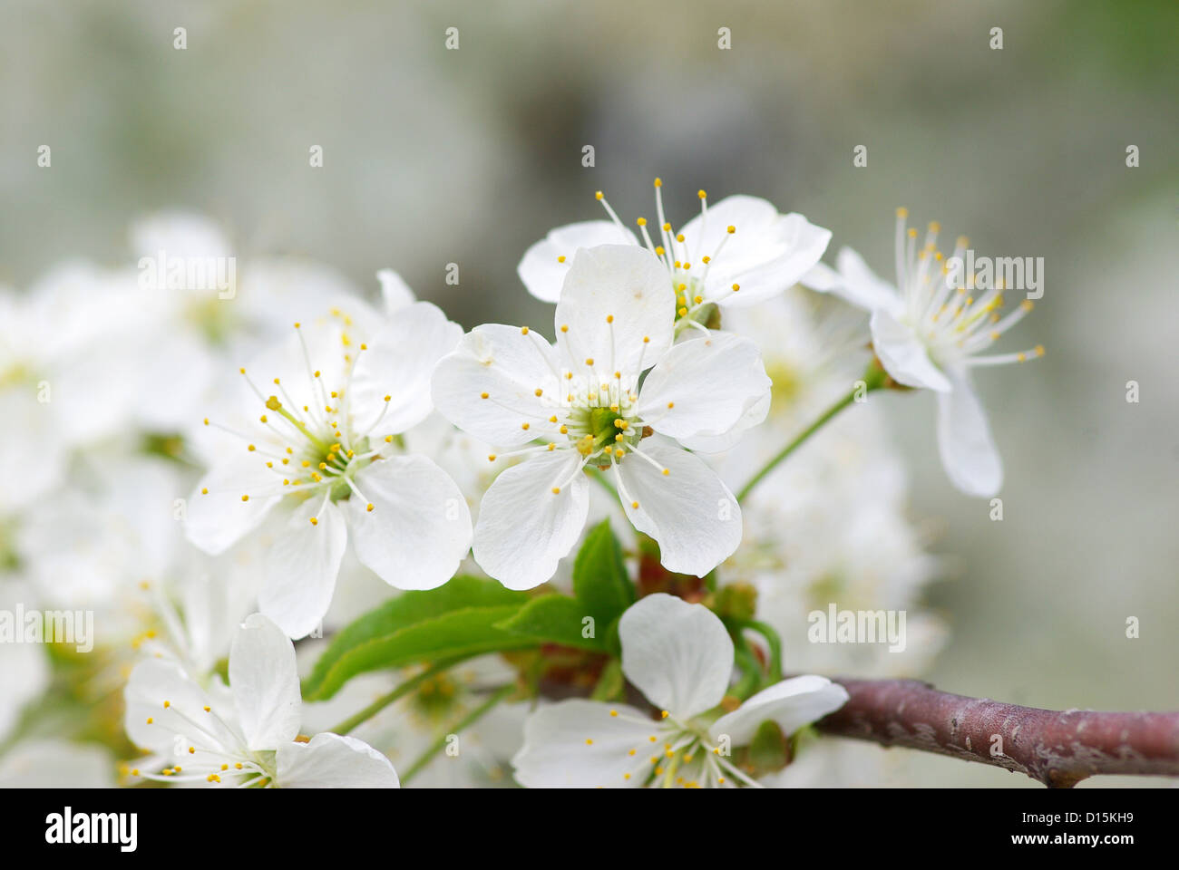 Cerca de la primavera de los cerezos en flor Foto de stock