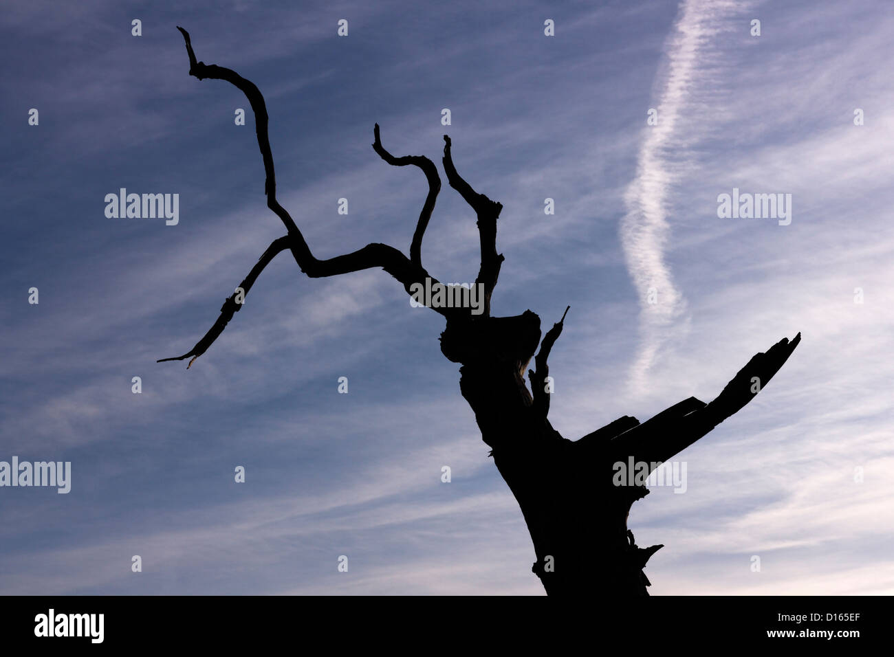 Imagen abstracta, árbol muerto silueta contra el cielo azul con nubes cirrus y vapor trail, Leicestershire, REINO UNIDO Foto de stock