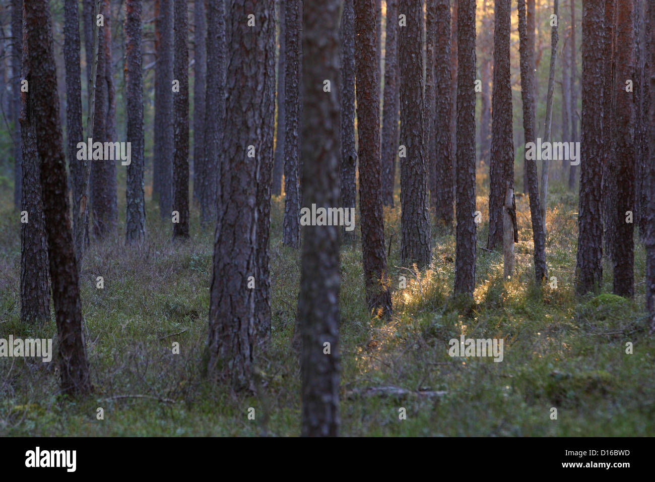 Antiguo pinar, Europa, Estonia. Foto de stock