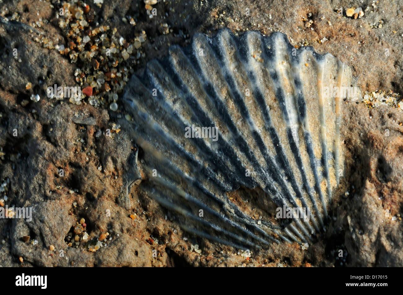 Moluscos fósiles equivalvis Pseudopecten, Mollusca Tor Caldara Lavinio, Roma, Lazio, Italia Foto de stock