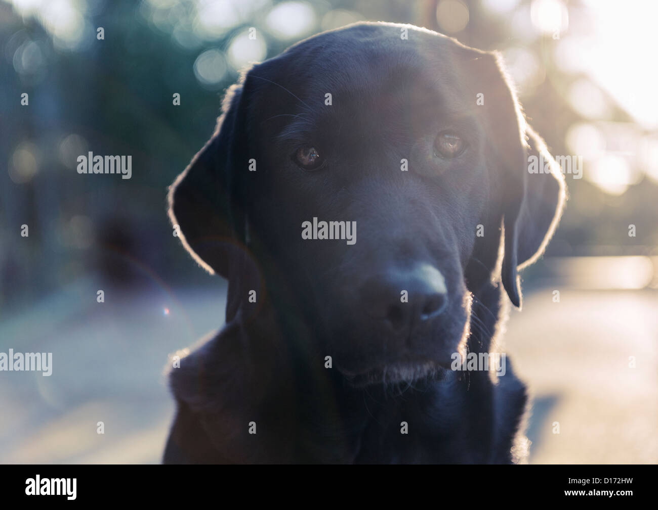 Retrato de un Labrador. Foto de stock