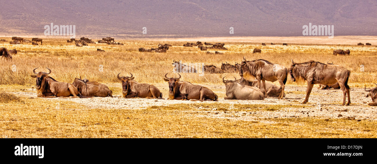 Una manada de ñus en África;Tanzania;Cráter del Ngorongoro;;Parque Safari Wildlife park Foto de stock