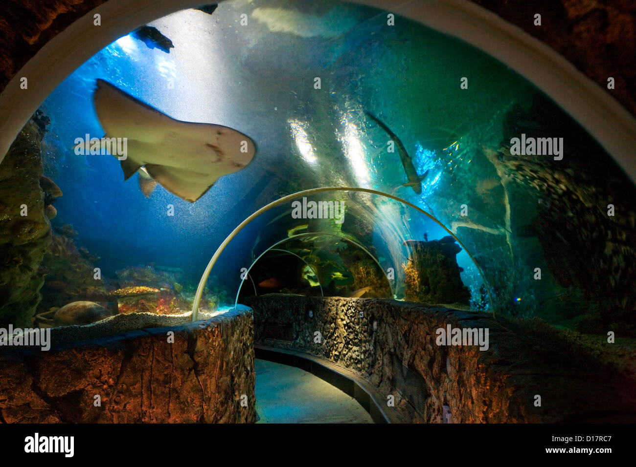 El mundo submarino en el Centro de Sealife Aquarium en Blankenberge, Bélgica Foto de stock