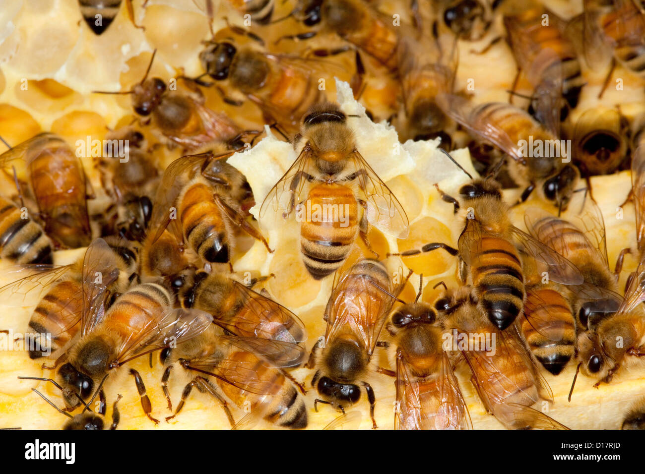 Una colonia de abejas en una colmena. Foto de stock