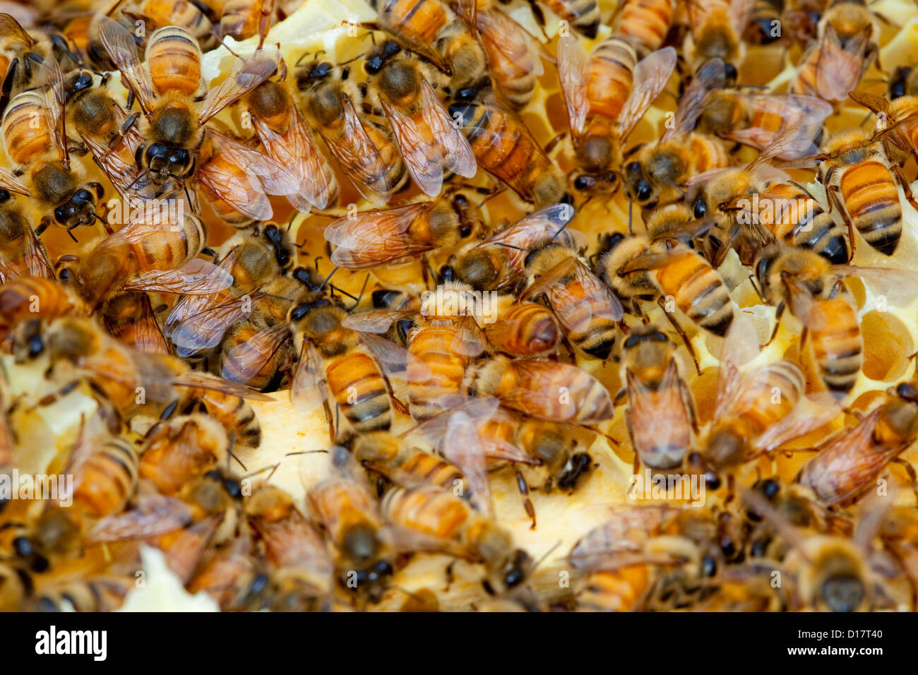 Una colonia de abejas en una colmena. Foto de stock
