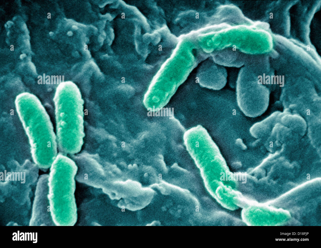 Micrografía de electrones de Pseudomonas aeruginosa Foto de stock