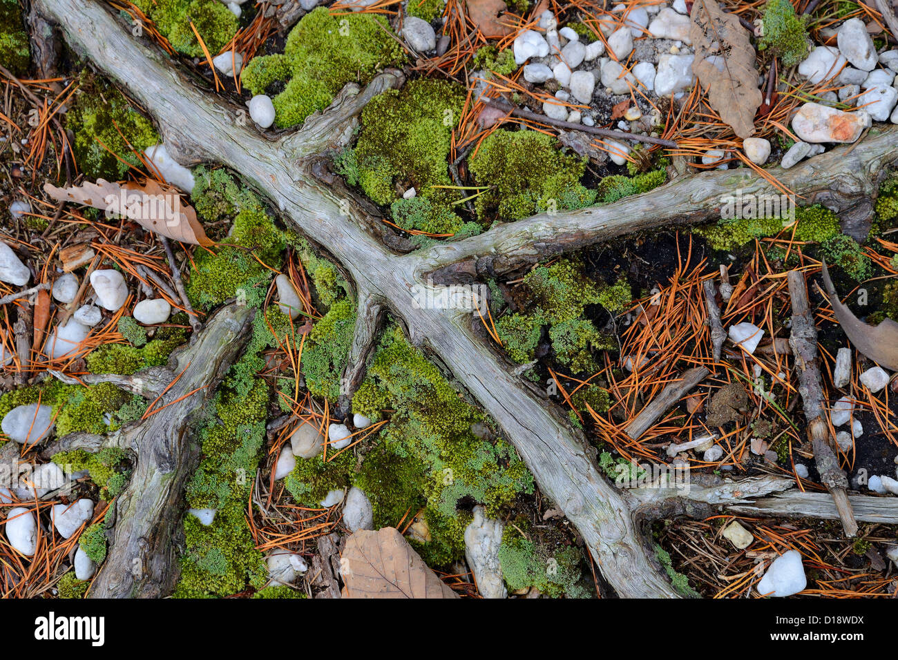 Raíz del árbol y Moss, el terreno forestal detalle Foto de stock