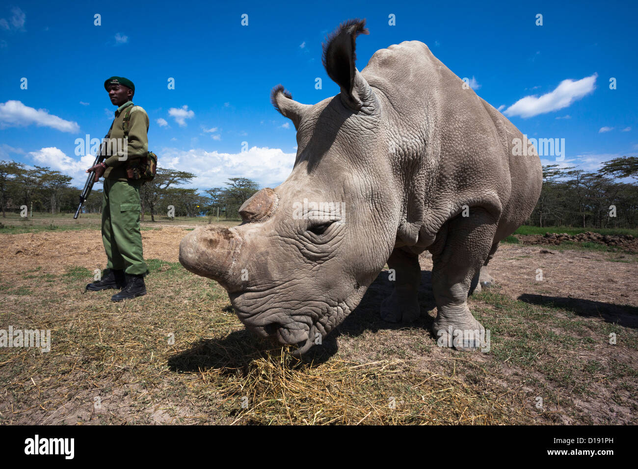 Rinoceronte blanco del norte (Ceratotherium simum cottoni) llamado vaca Najin, con guardias armados, Ol Pejeta , Kenya Foto de stock