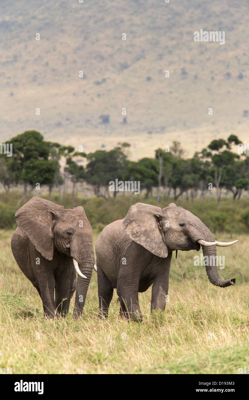Los elefantes (Loxodonta africana), la reserva de Maasai Mara, en Kenya, septiembre de 2012 Foto de stock