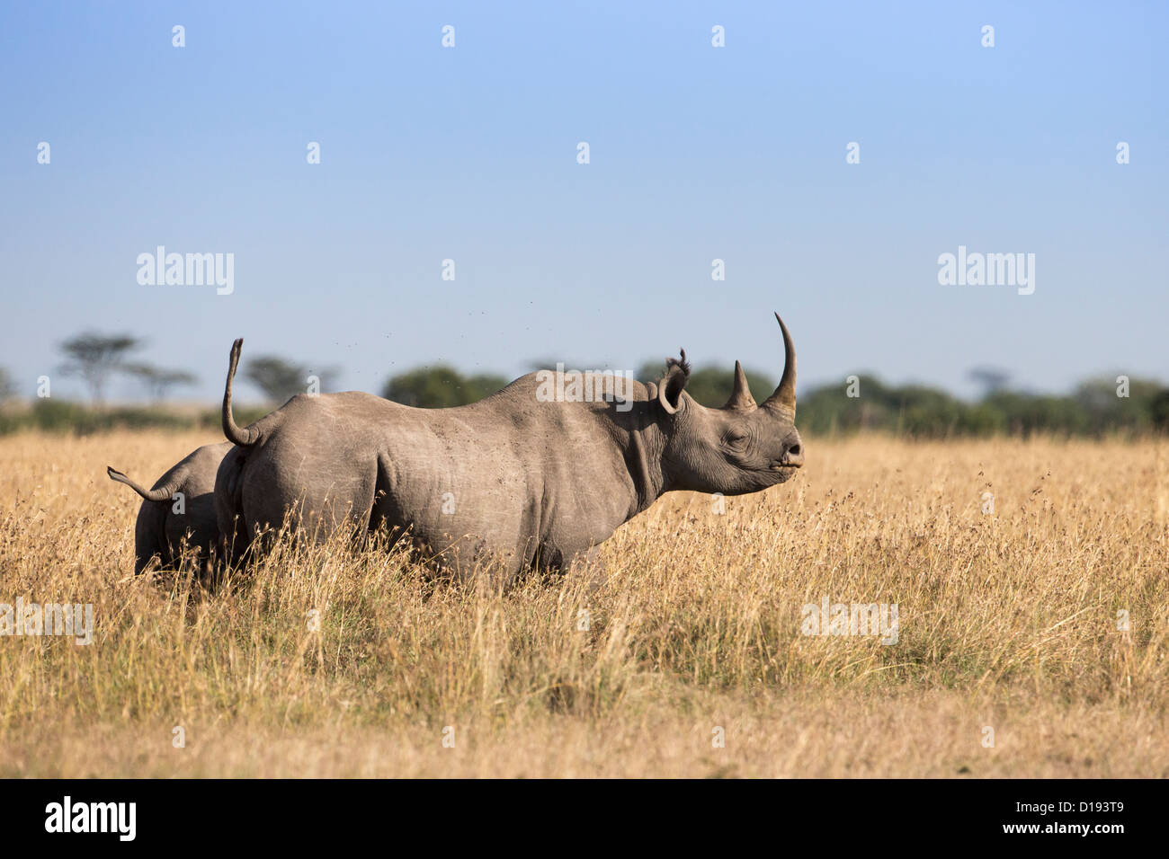 Rinocerontes negros (Diceros bicornis), Ol Pejeta Conservancy, Laikipia, Kenya, Africa, septiembre de 2012 Foto de stock