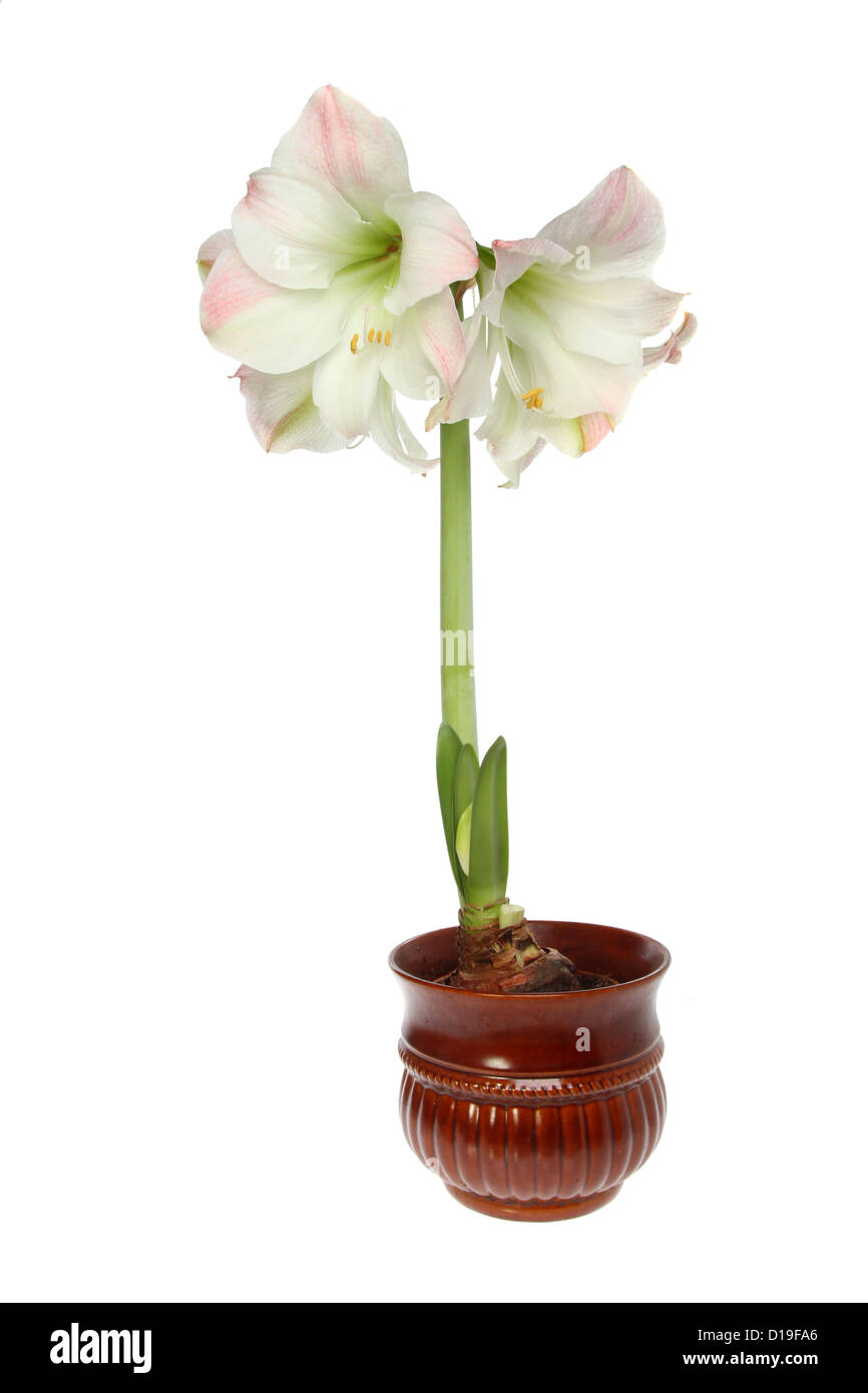Amarilis y flores de la planta en un recipiente aislado contra un blanco  Fotografía de stock - Alamy
