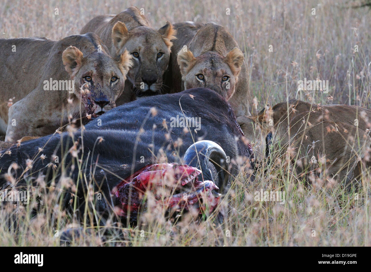 Los leones (Panthera leo), depredación de los búfalos africanos Mugie Syncerus caffer, Santuario, Kenya, Africa. Foto de stock