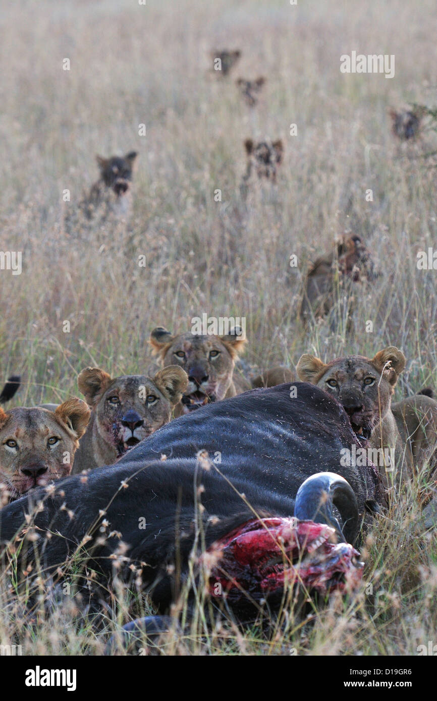 Los leones (Panthera leo), depredación de los búfalos africanos Mugie Syncerus caffer, Santuario, Kenya, Africa. Foto de stock