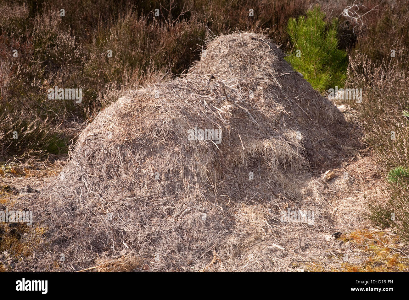 Hormiga de madera's Nest (Formica rufa), Ciudad Reserva natural común, Christchurch, Dorset, Reino Unido Foto de stock