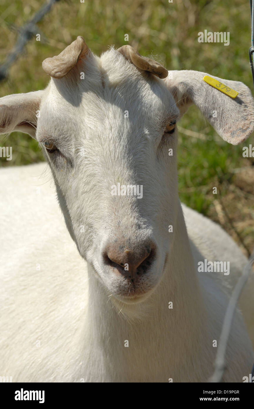 La cabeza de un carnero castrado cabra saanen castrado mal encuestados deformado cuernos cuernos Foto de stock