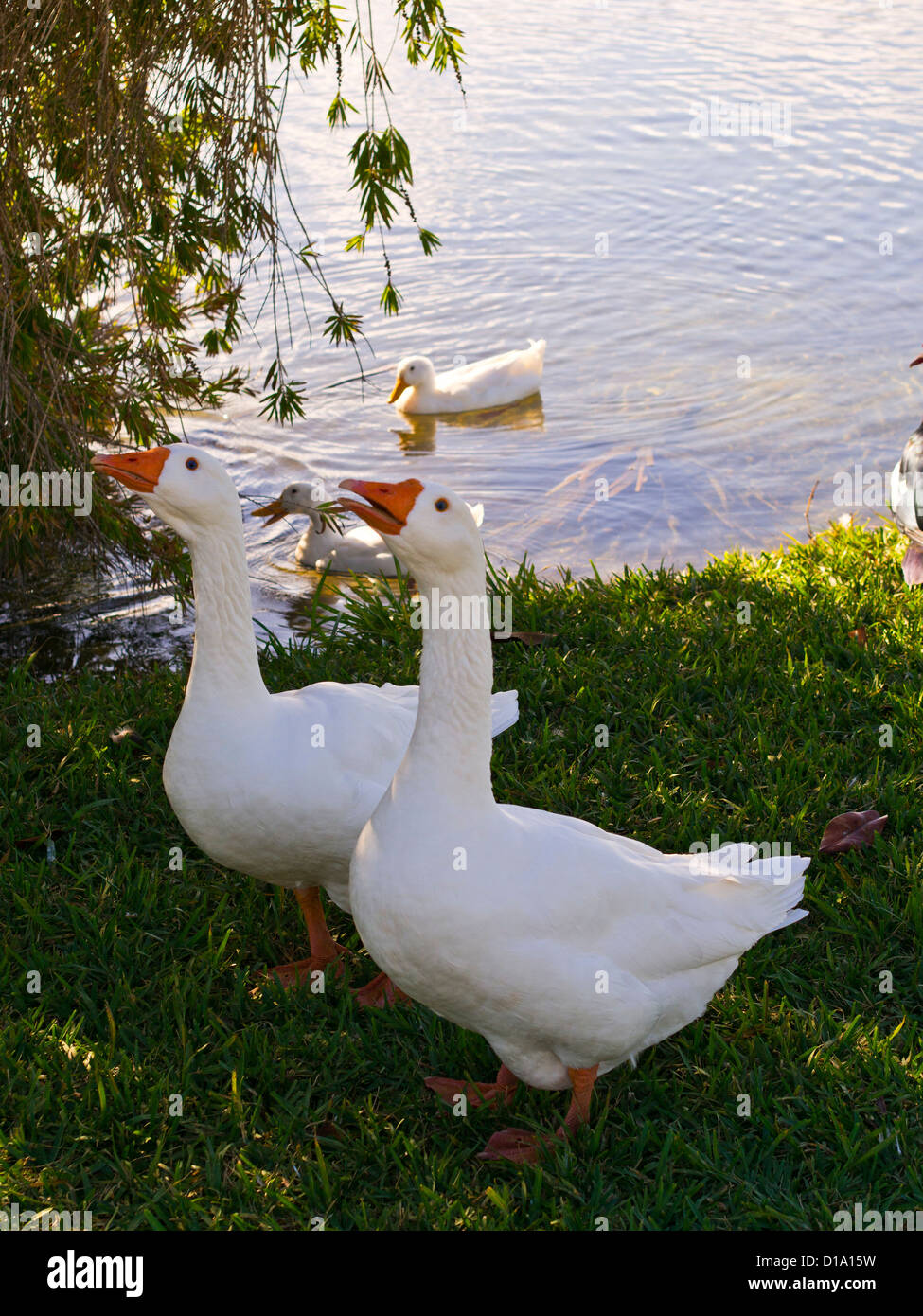 Embden gansos en el parque en Melbourne Florida Foto de stock