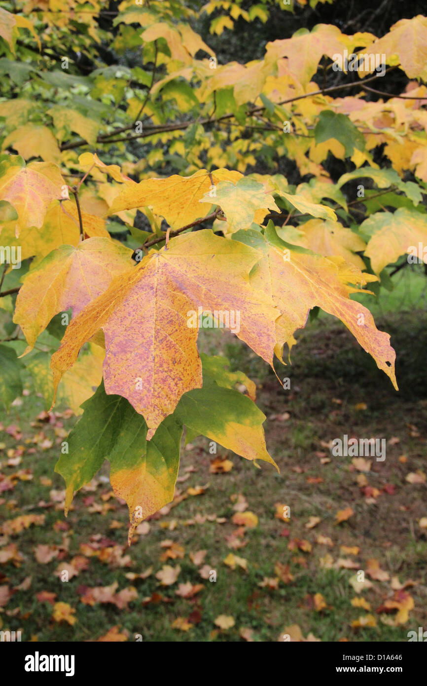 Acer saccharum subespecie nigrum ( Black Sugar Maple ) en otoño Foto de stock