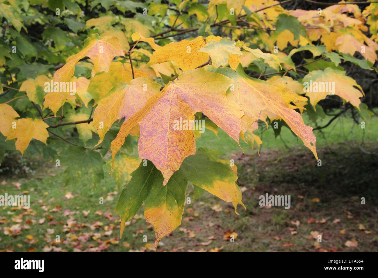 Acer saccharum subespecie nigrum ( Black Sugar Maple ) en otoño Foto de stock