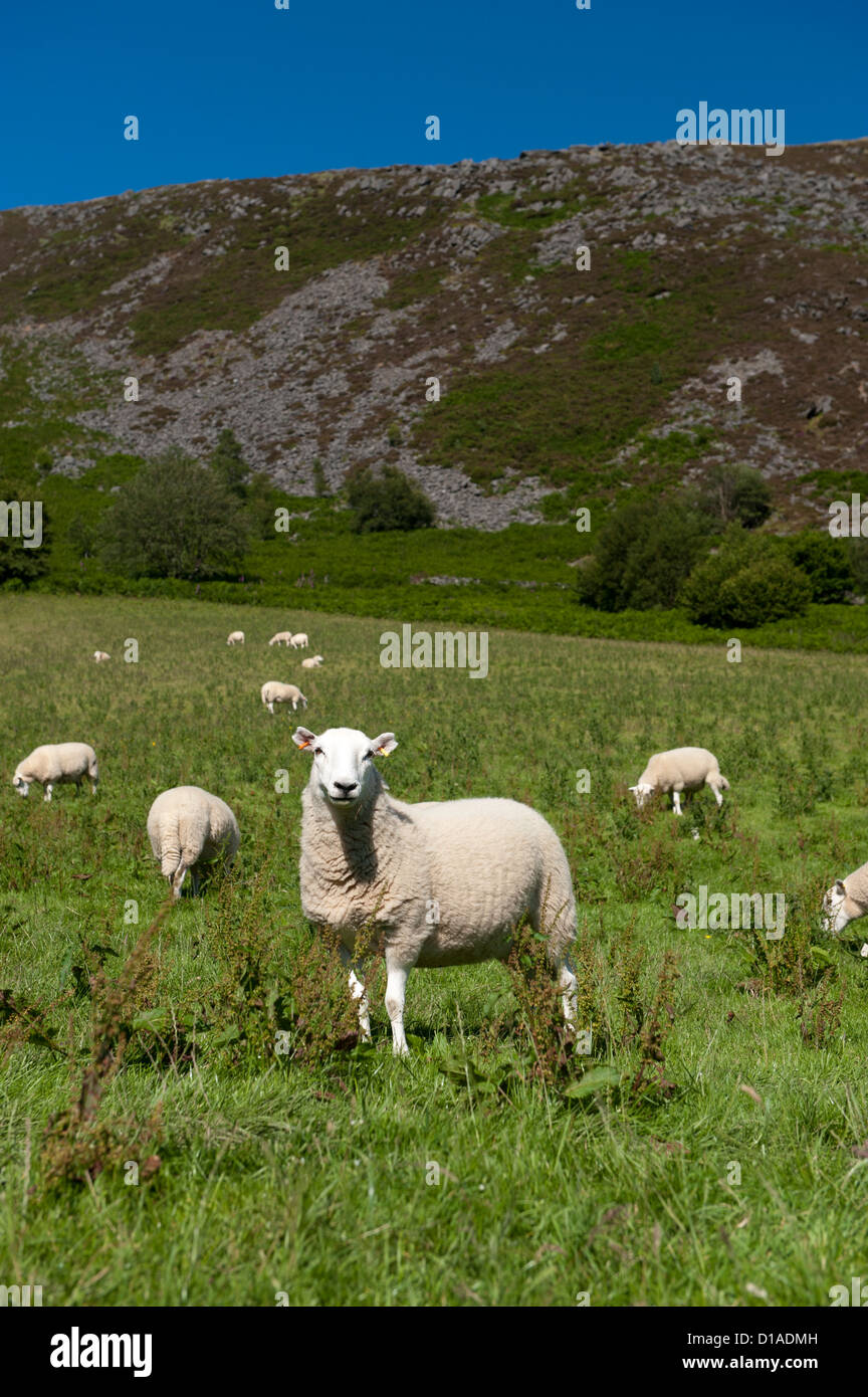 Welsh Mountain ovejas en los pastos de montaña en el valle de Elan, Gales. Foto de stock