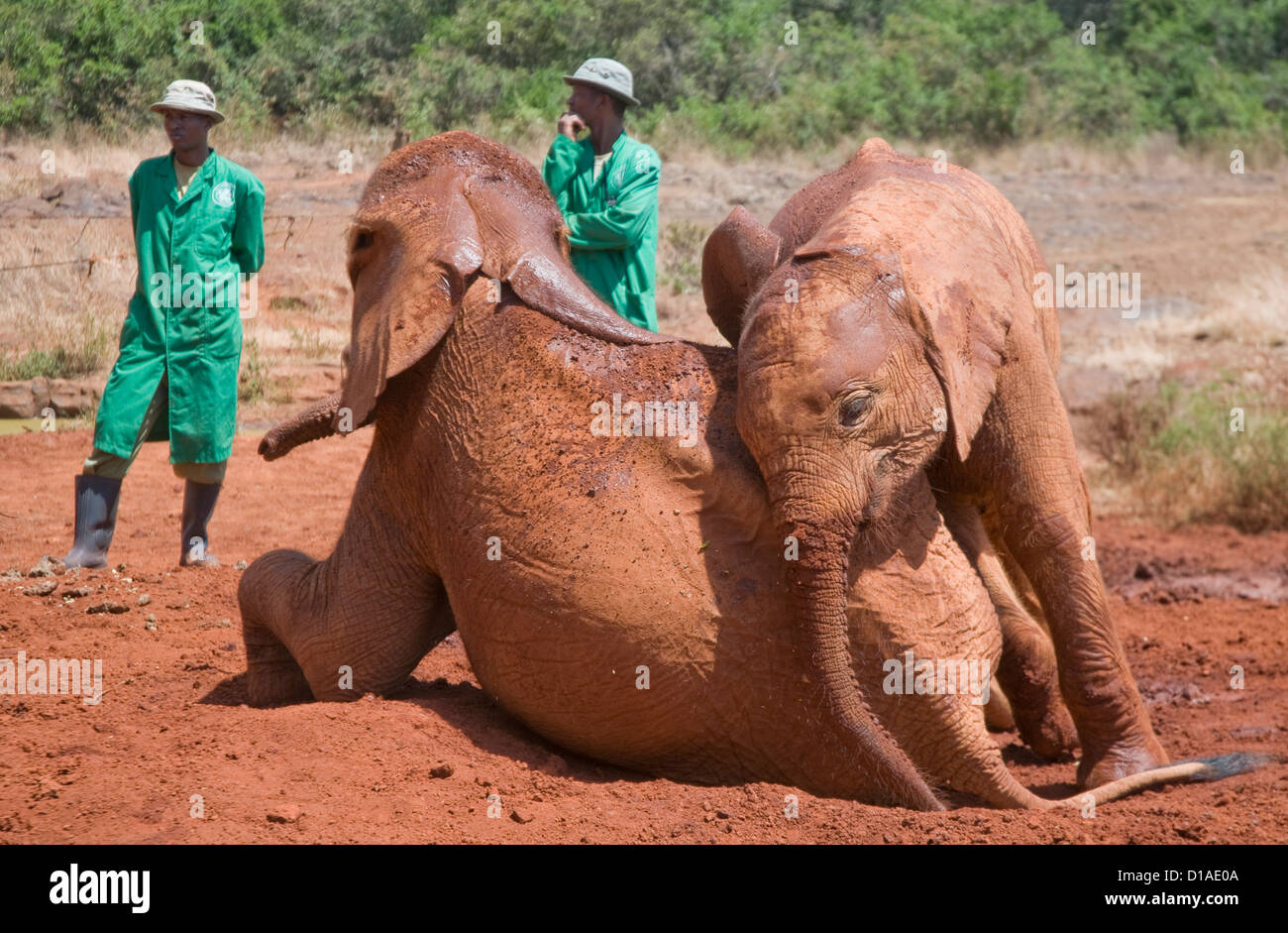 Huérfanos de los elefantes africanos y los cuidadores del orfanato David Sheldrick Wildlife Trust Foto de stock