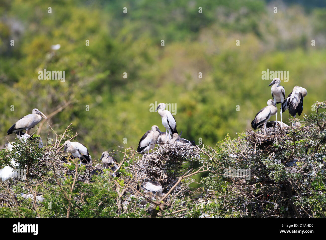 Asian Openbill o asiáticos Openbill Stork (Anastomus oscitans) anidando en Komawewa NP, Yala, Sri Lanka. Foto de stock