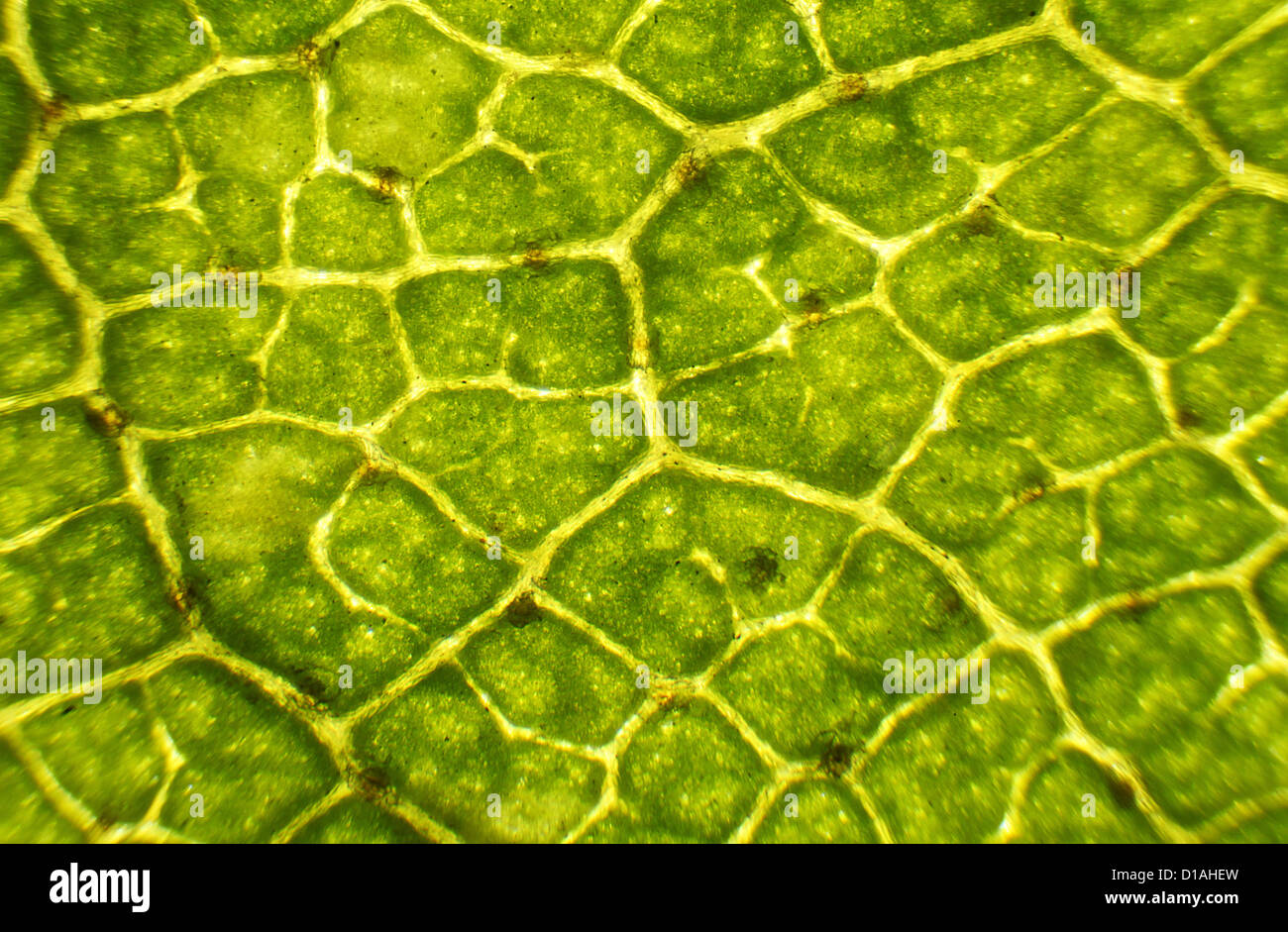 Hojas de abedul bajo el microscopio, el fondo. (Betula) Foto de stock