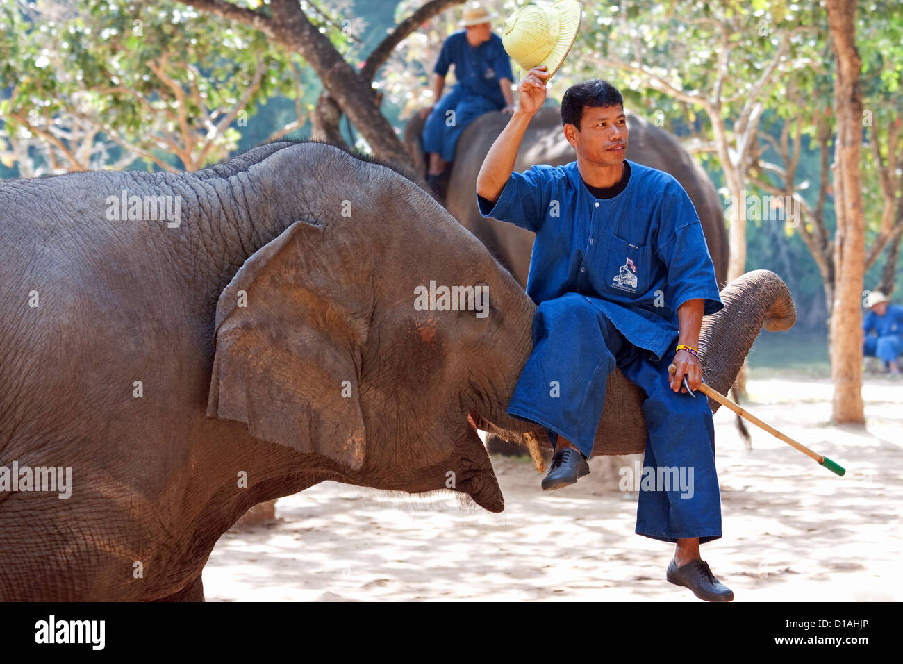 Un mahout sentado en su tronco de elefante, Lampang, Tailandia Foto de stock