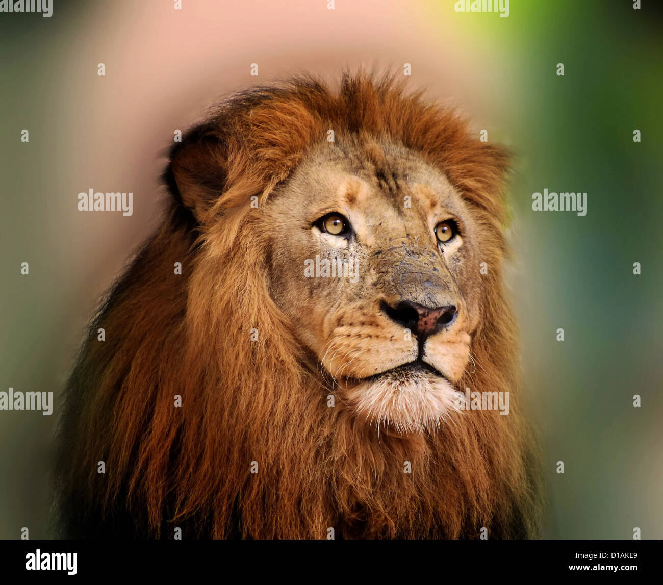 Rey León real con la majestuosa cara y ojos brillantes nítidas Foto de stock
