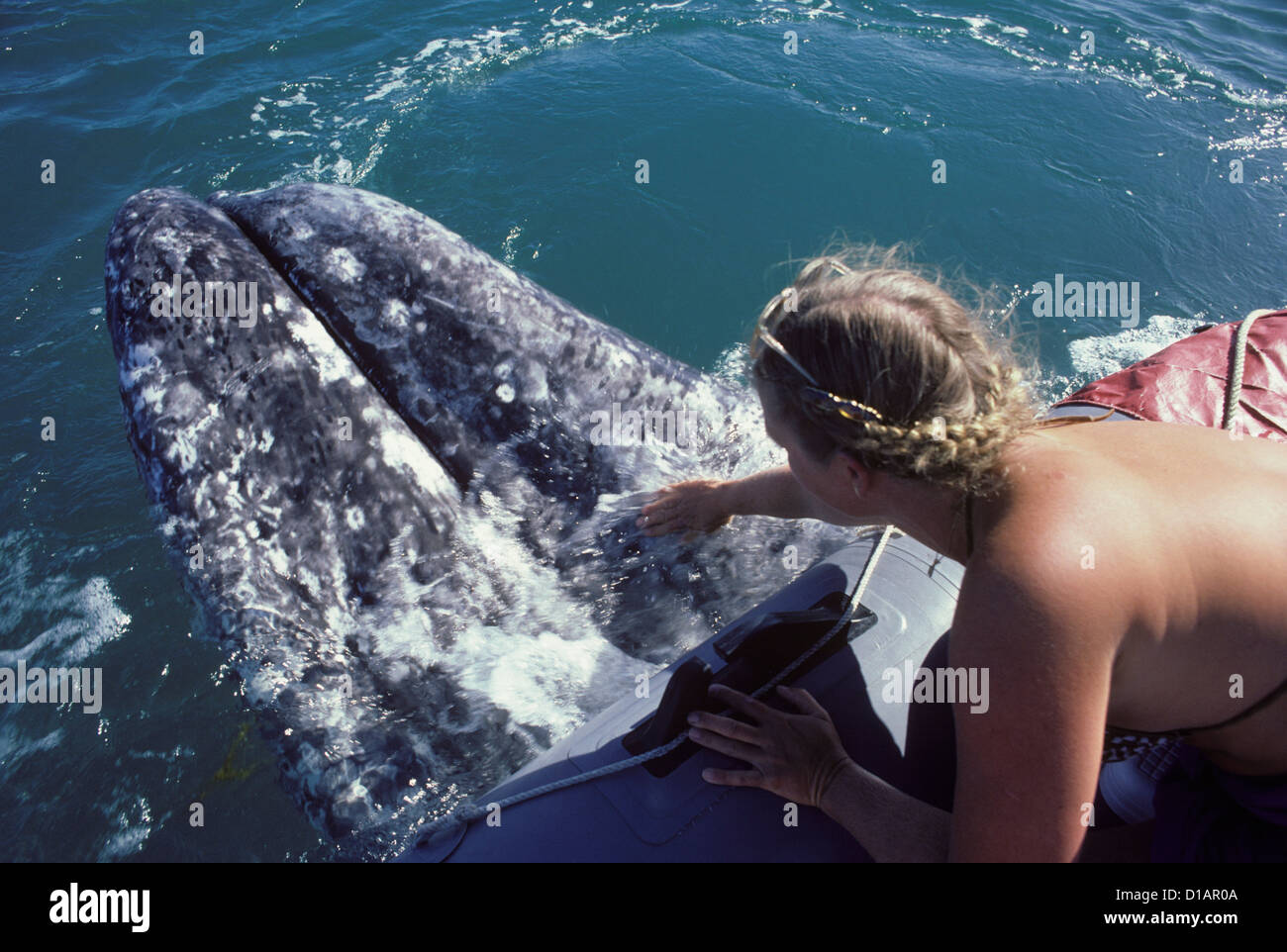 California.La Ballena Gris Eschrichtius robustus.'Friendly whale" el comportamiento, la Laguna San Ignacio, Baja California Sur, México Foto de stock