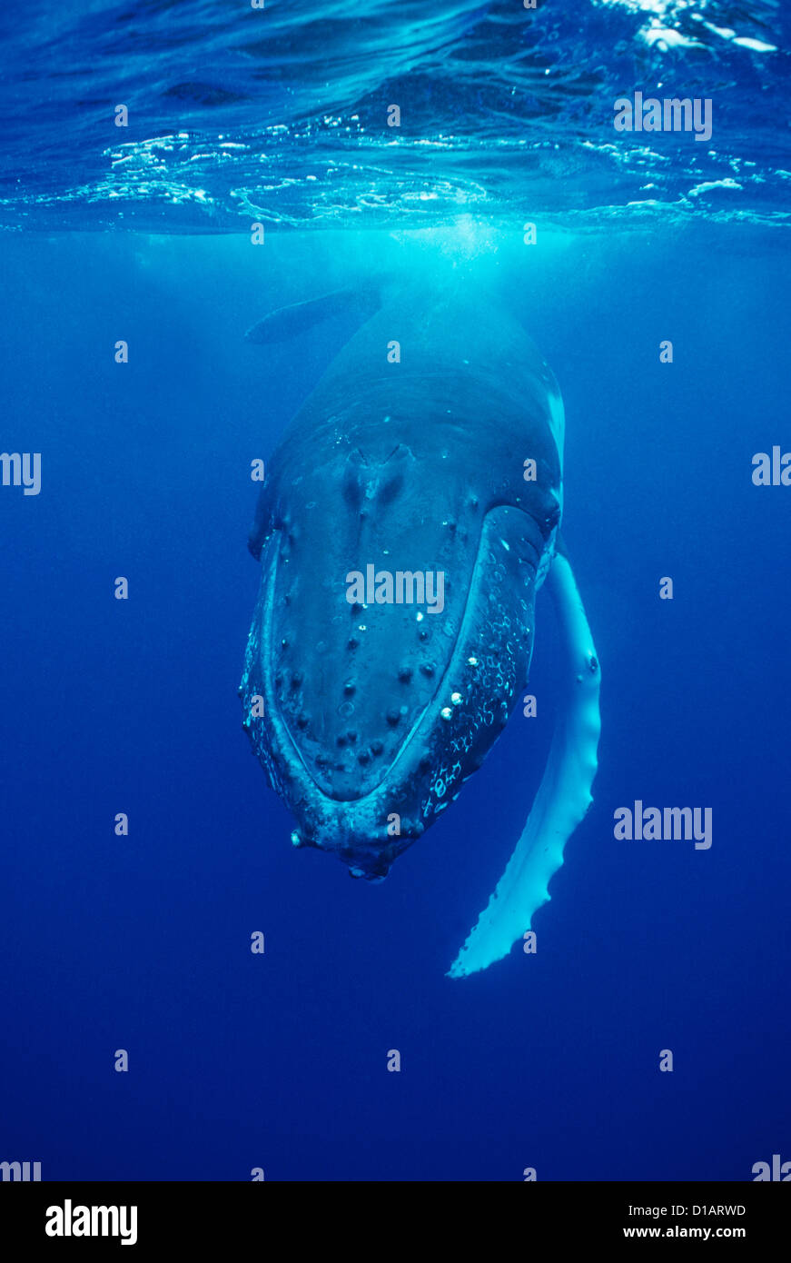 Ballena Jorobada.Megaptera novaeangliae. Francois Gohier Foto de stock